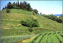 A vineyard - Colli Orientali